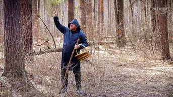 Тамбов. Лес