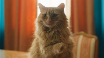 16 серия. Кот